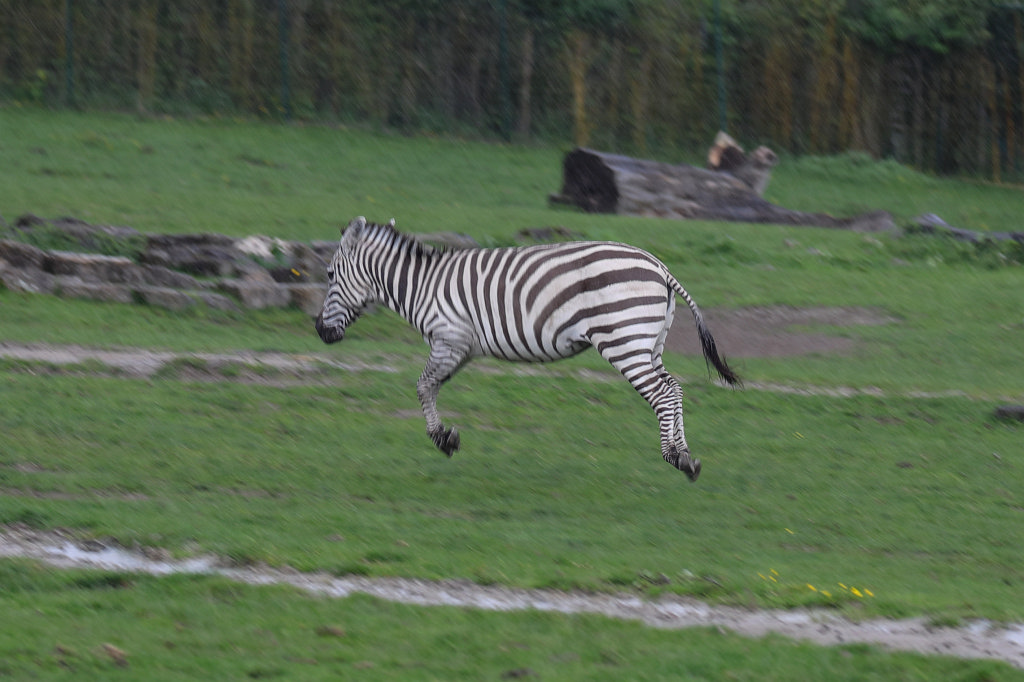 574A5384_c.jpg -  Grant's zebra  jumping in the rain ( Böhm-Zebra  im Regen)