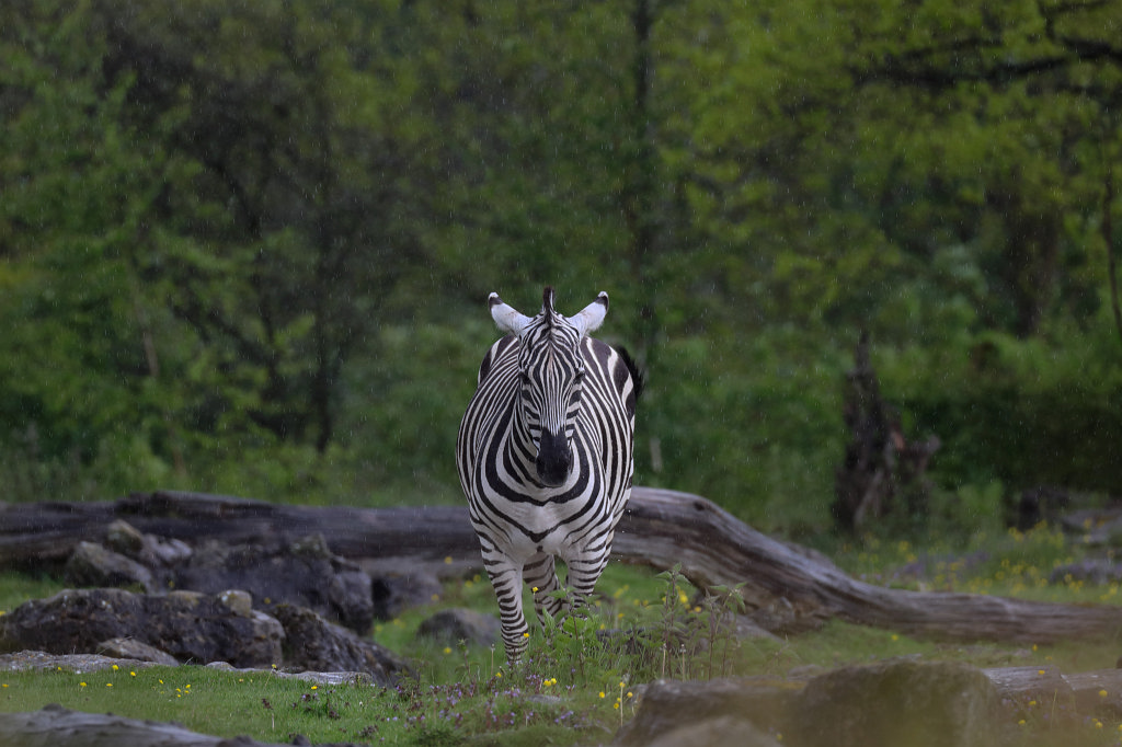 574A5387_c.jpg -  Grant's zebra  in the rain ( Böhm-Zebra  im Regen)