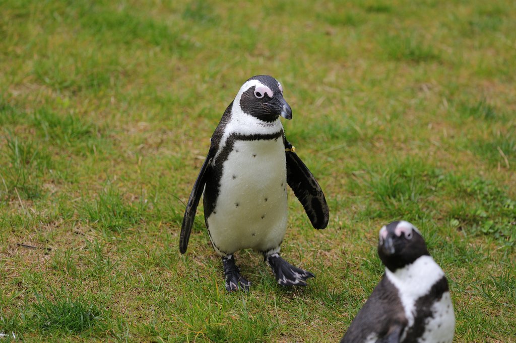 574A5396.JPG -  African penguin  ( Brillenpinguin )