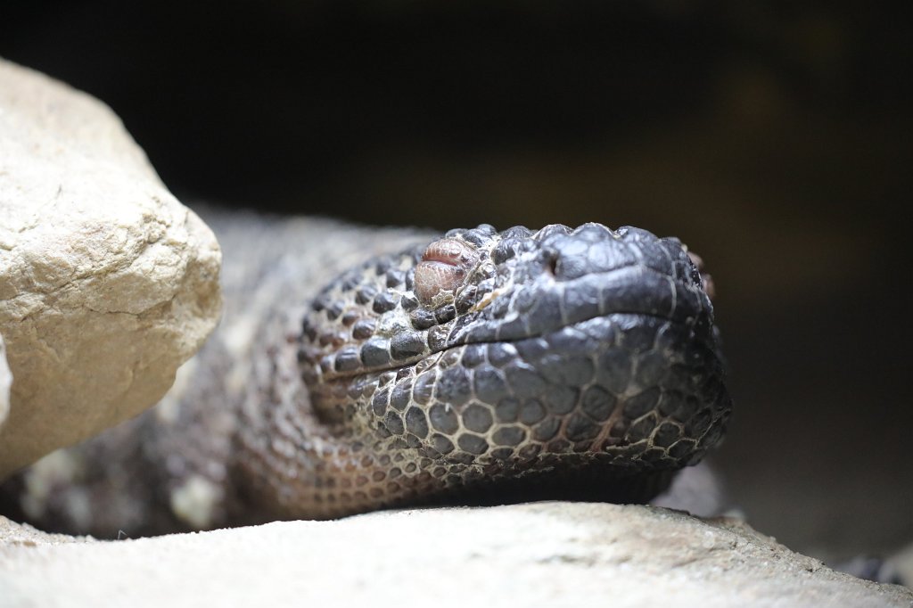 574A5447.JPG -  Mexican beaded lizard  ( Skorpion-Krustenechse )