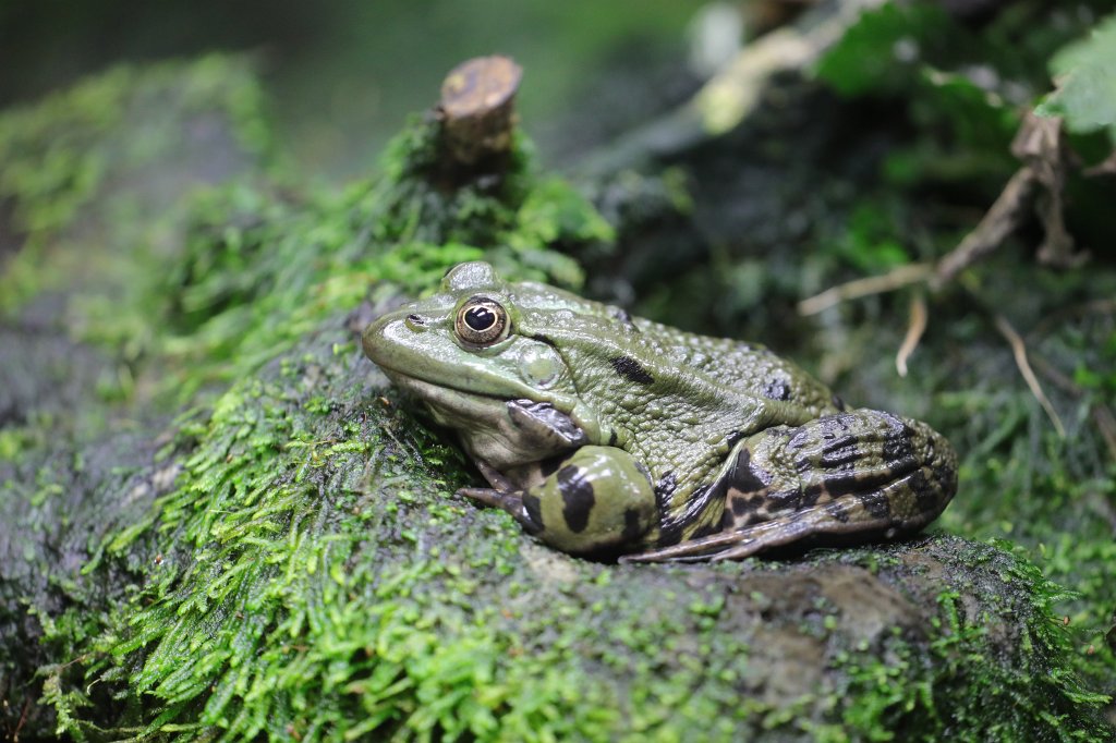 574A5458.JPG - Frog
