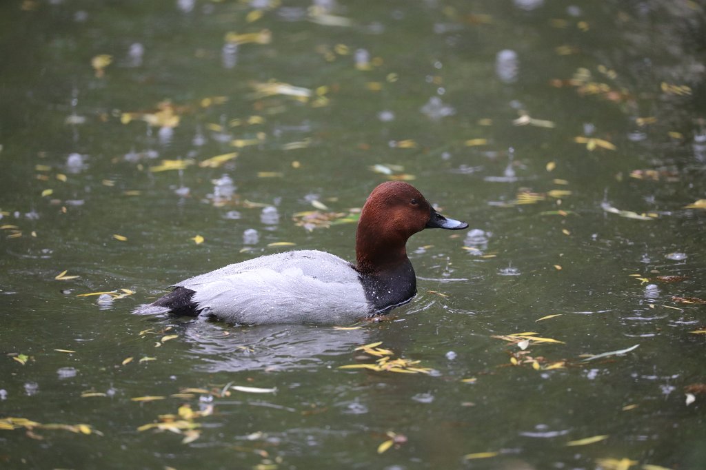 574A5484.JPG - Wet duck