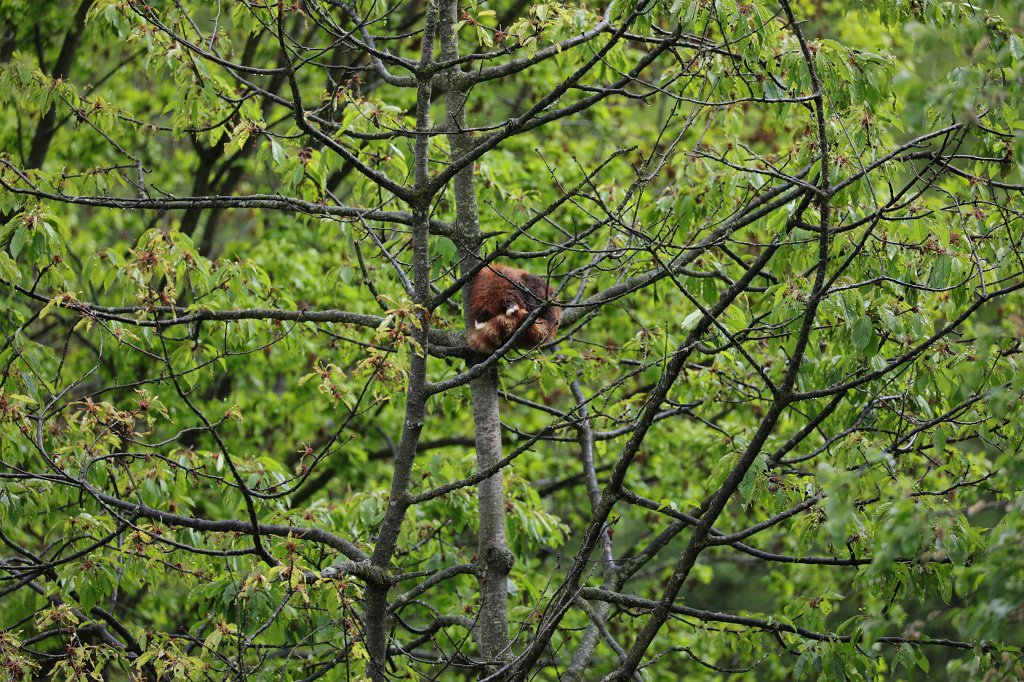574A5527.JPG -  Red panda  ( Kleiner Panda )