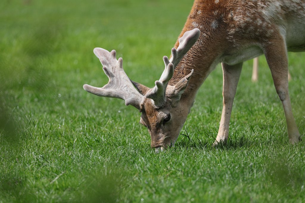 574A5531.JPG -  Persian fallow deer  (Mesopotamische  Damhirsch )