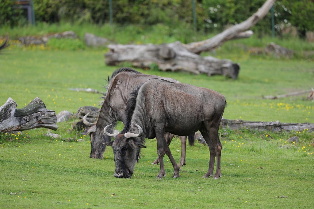 574A5553.JPG -  Wildebeest  ( Gnu )