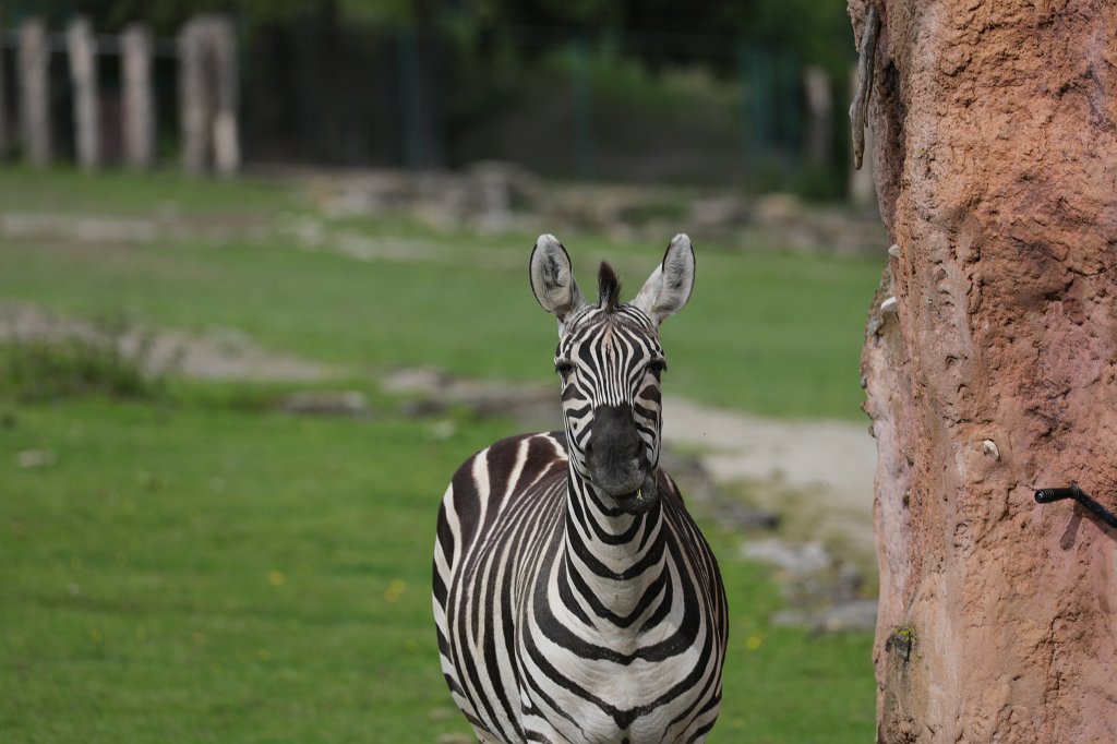 574A5566.JPG -  Grant's zebra  ( Böhm-Zebra )