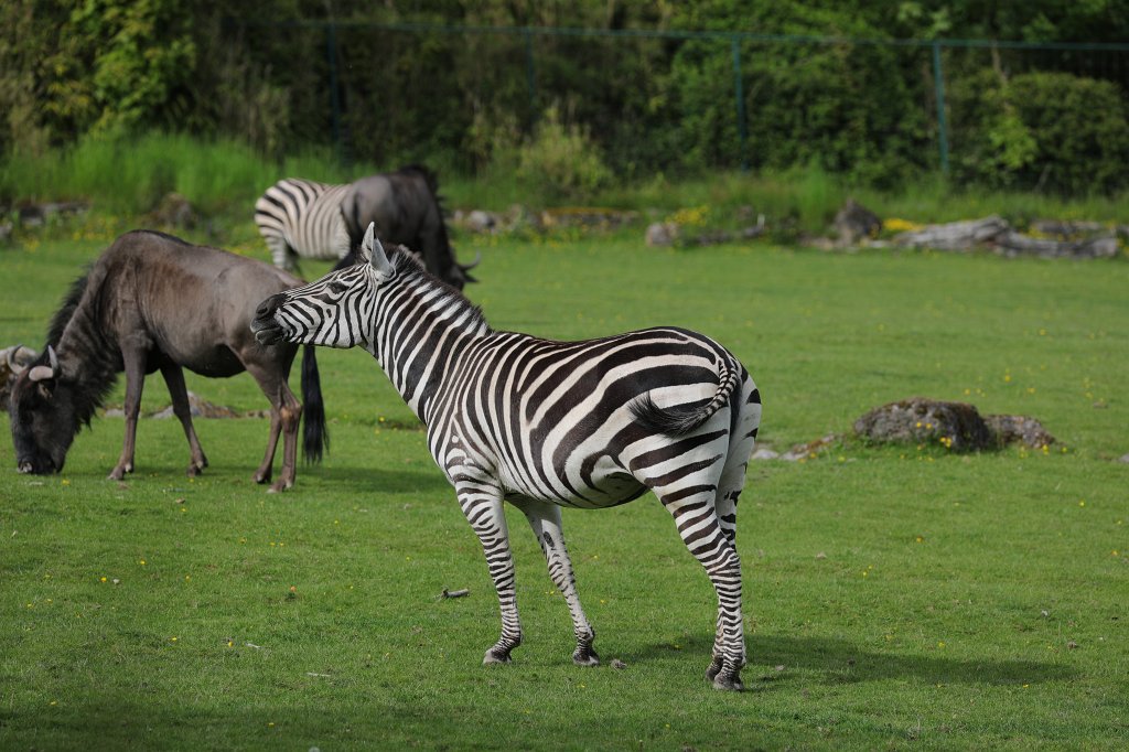 574A5575.JPG -  Grant's zebra  ( Böhm-Zebra )