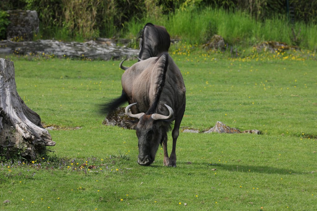 574A5581.JPG -  Wildebeest  ( Gnu )