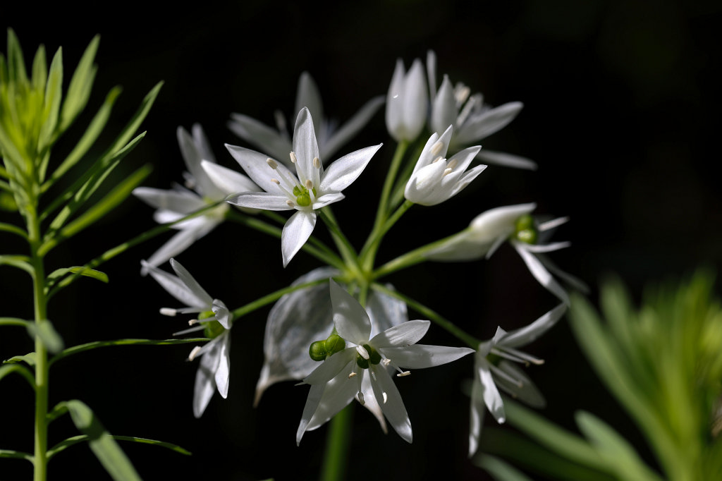 574A5590_c.jpg -  Allium ursinum  ( BÃ¤rlauch )