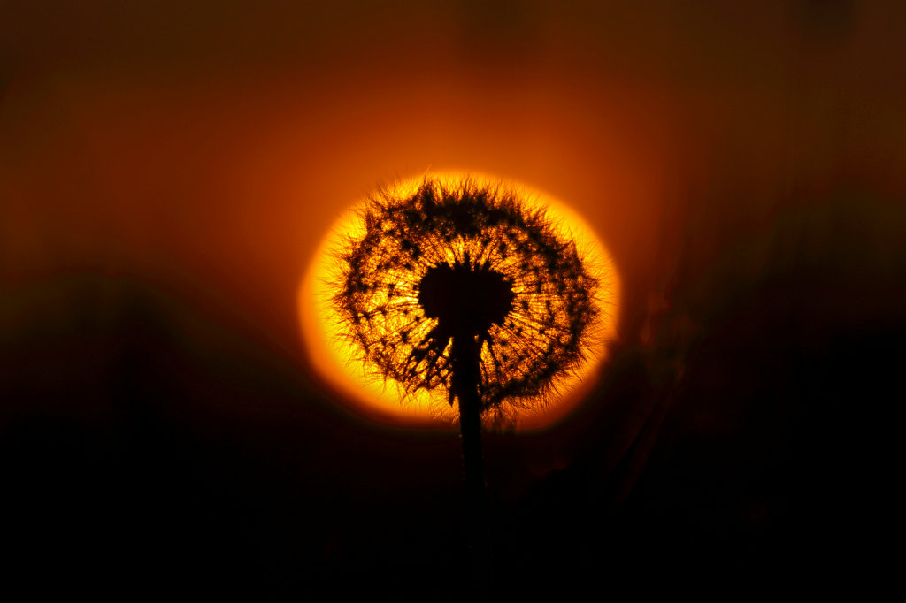 574A5620_c.jpg - Blowball at sunset