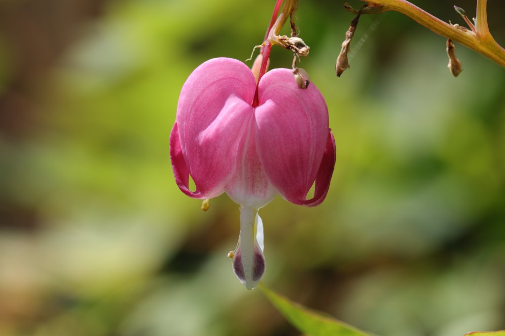 574A5634.JPG -  Bleeding Heart  ( Tränendes Herz )