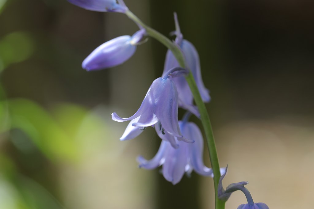574A5637.JPG -  Campanula  ( Glockenblume )