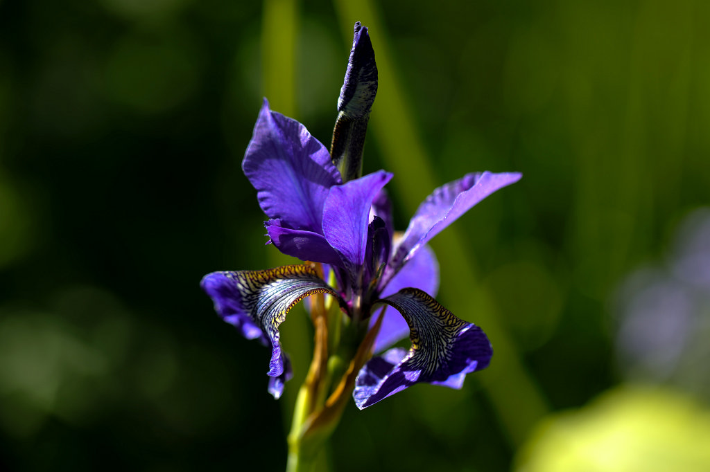 574A5685_c.jpg -  Iris  ( Schwertlilie )
