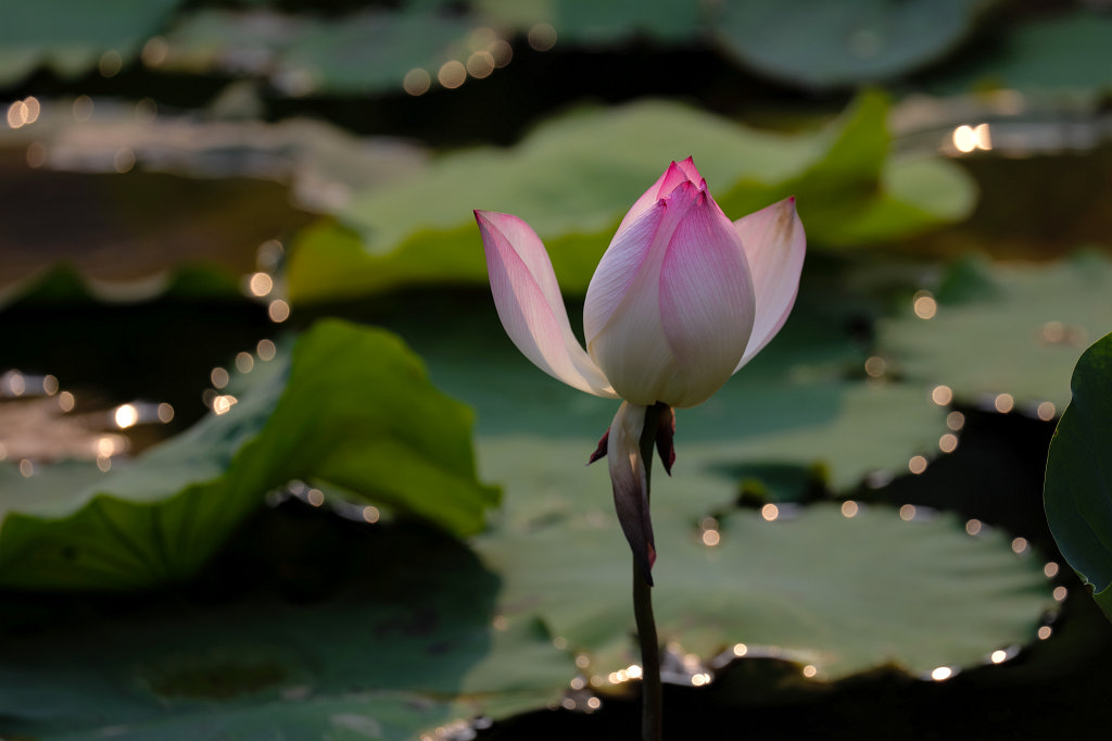 574A5812_c1.jpg -  Temple of Literature  is a  Temple of Confucius  in  Hanoi  - Temple of Literature -  Lotus  pond