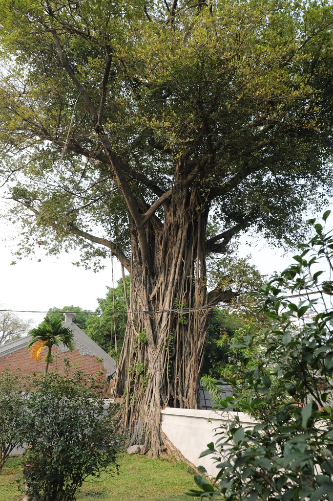 574A5845.JPG -  Temple of Literature  is a  Temple of Confucius  in  Hanoi  - Temple of Literature - Tree in fourth and fifth courtyard