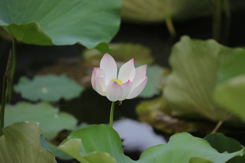 574A5905.JPG -  Temple of Literature  is a  Temple of Confucius  in  Hanoi  - Temple of Literature -  Lotus  pond