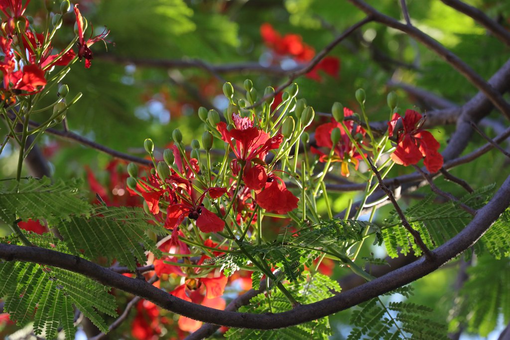 574A7020.JPG -  Flamboyant  ( Flammenbaum )