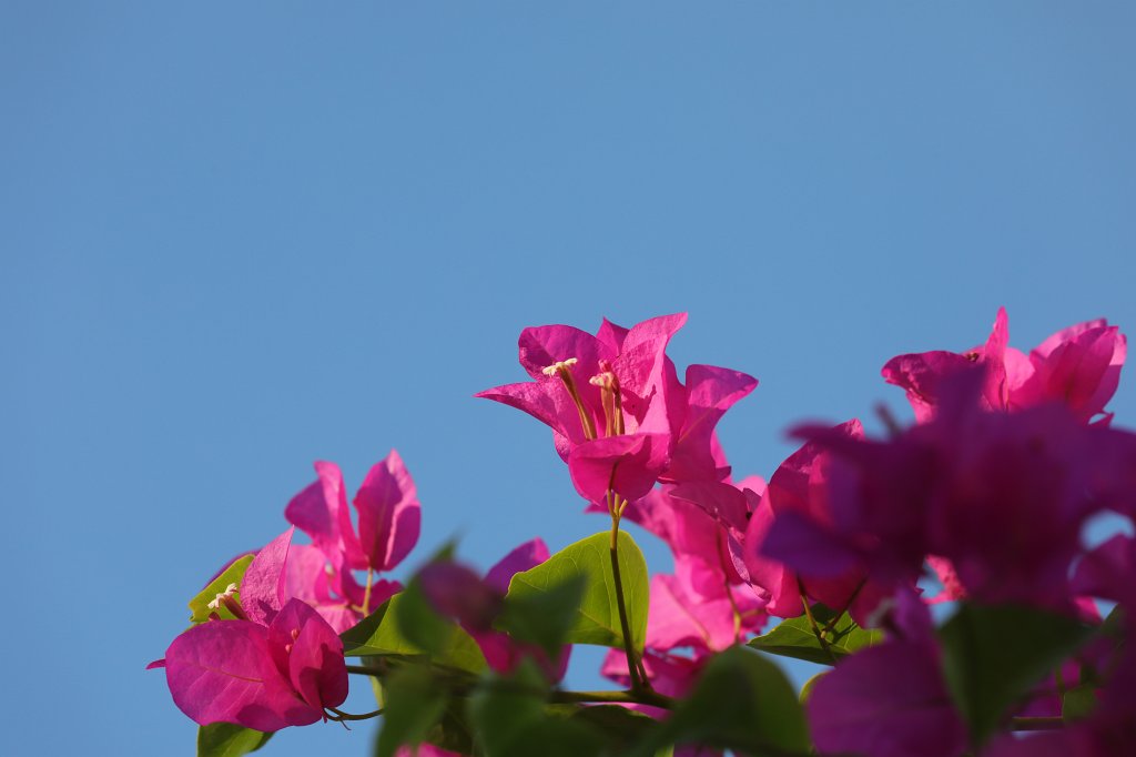 574A7027.JPG -  Bougainvillea 