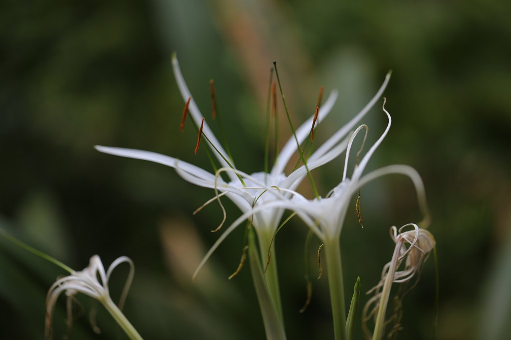 574A7069.JPG -  Hymenocallis  ( Schönhäutchen )