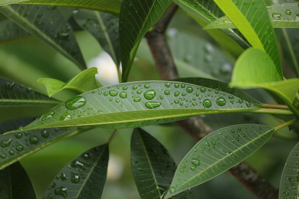 574A7599.JPG - Rain drops on plumeria leaves