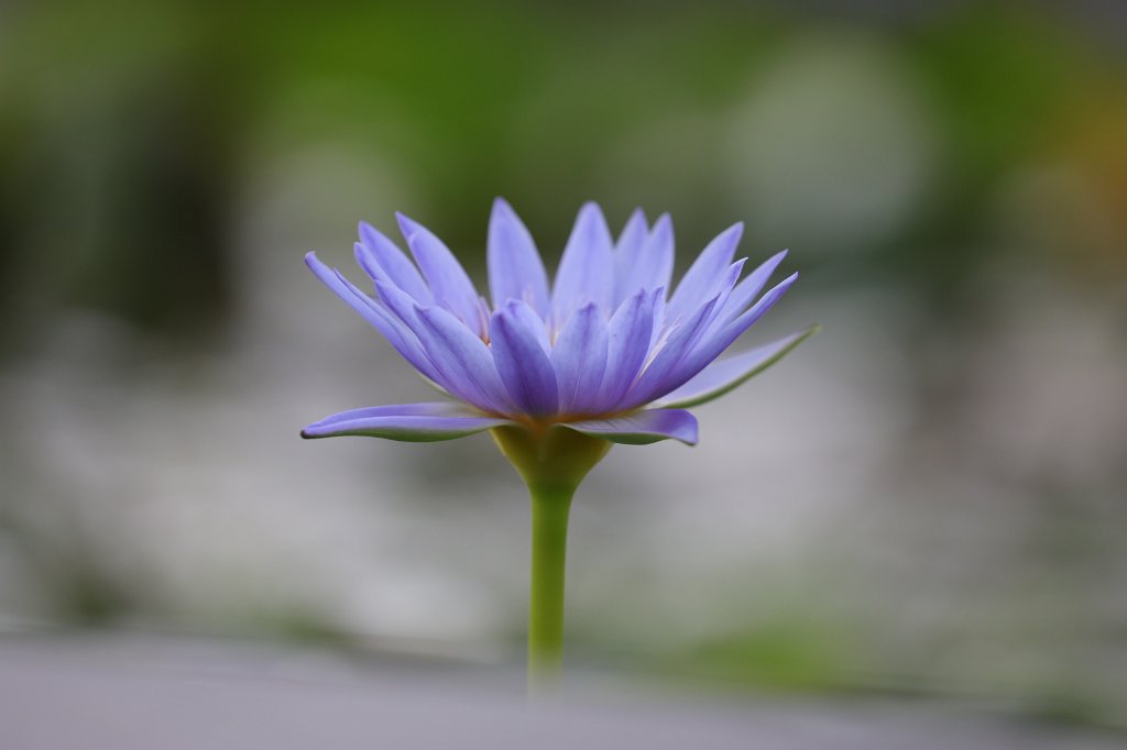 574A7600.JPG -  Nymphaea colorata  ( Bunte Seerose )
