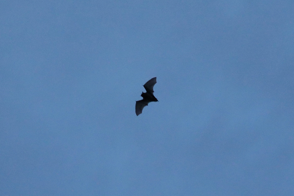 574A7647_c.jpg - Bat