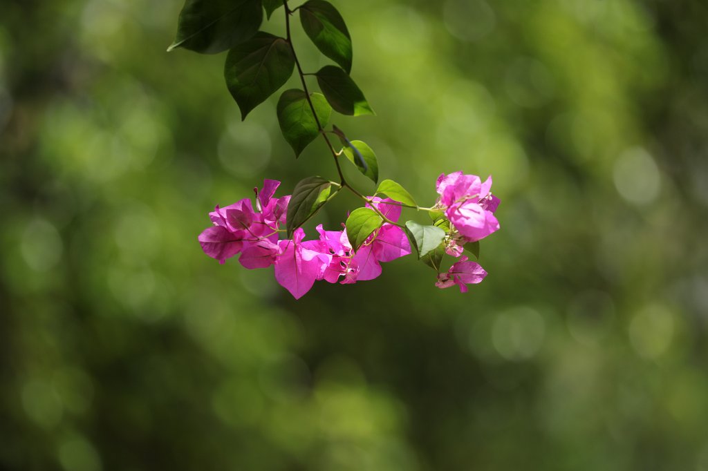 574A7820.JPG - Flower