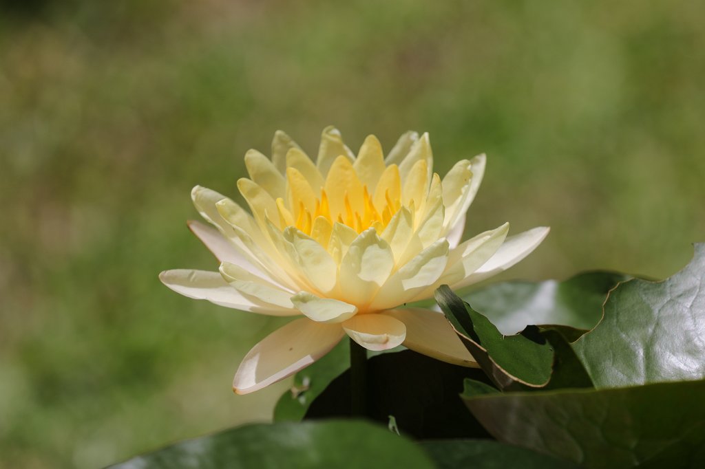 574A7826.JPG - Flower