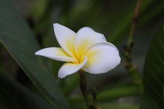 Plumeria