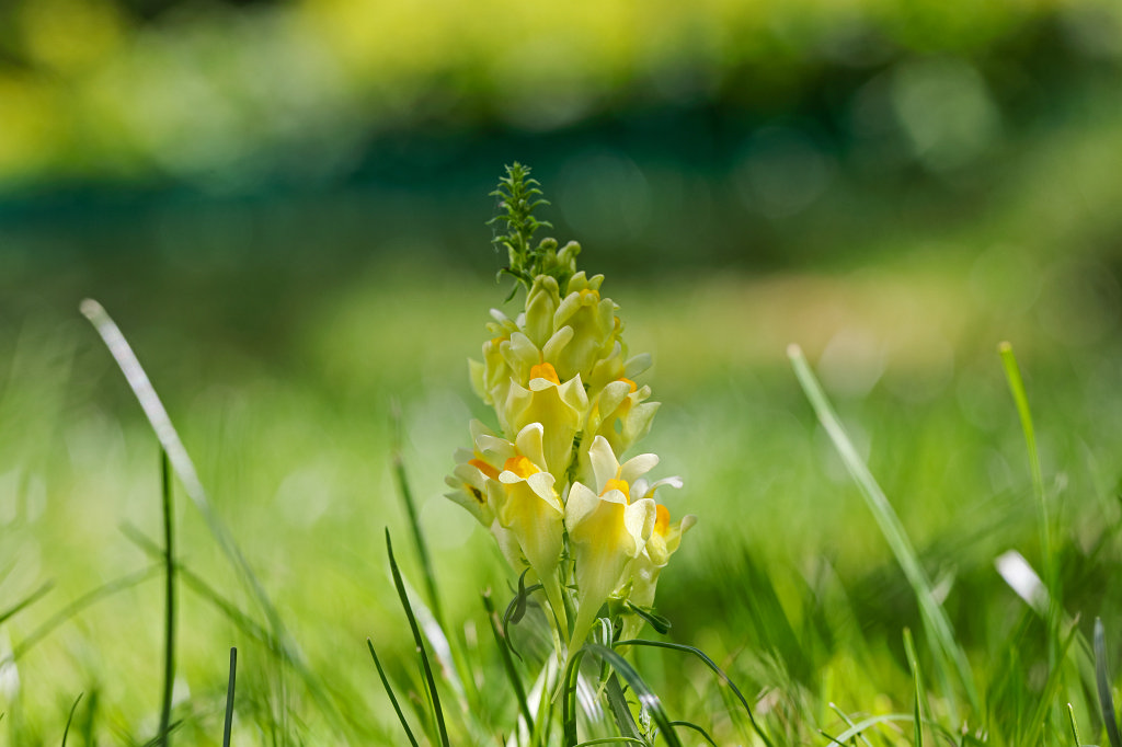 574A8523_c.jpg -  Toadflax  ( Leinkraut )