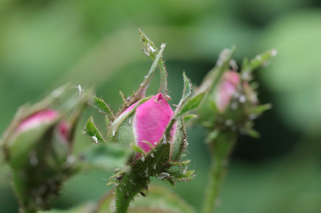 574A8525.JPG - Rose bud