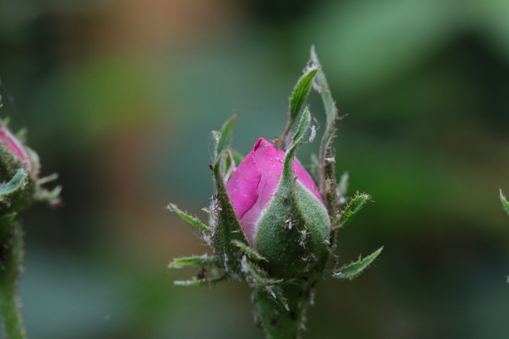 574A8526.JPG - Rose bud