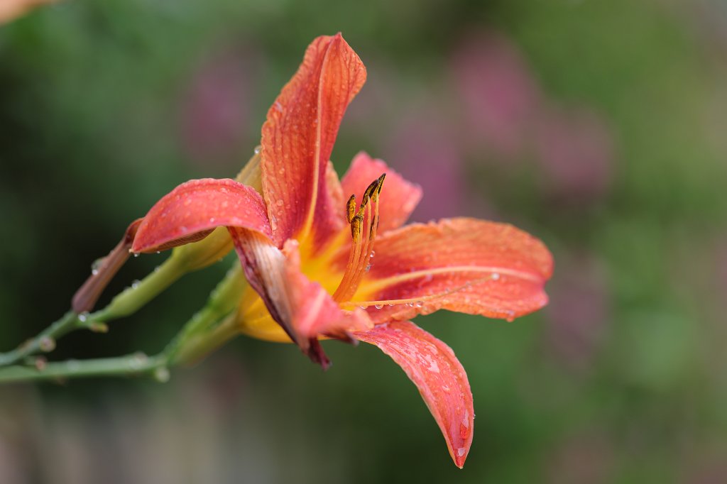 574A8564.JPG -  Daylily  ( Taglilie )