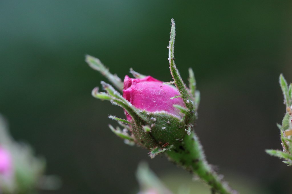 574A8596.JPG - Rose bud