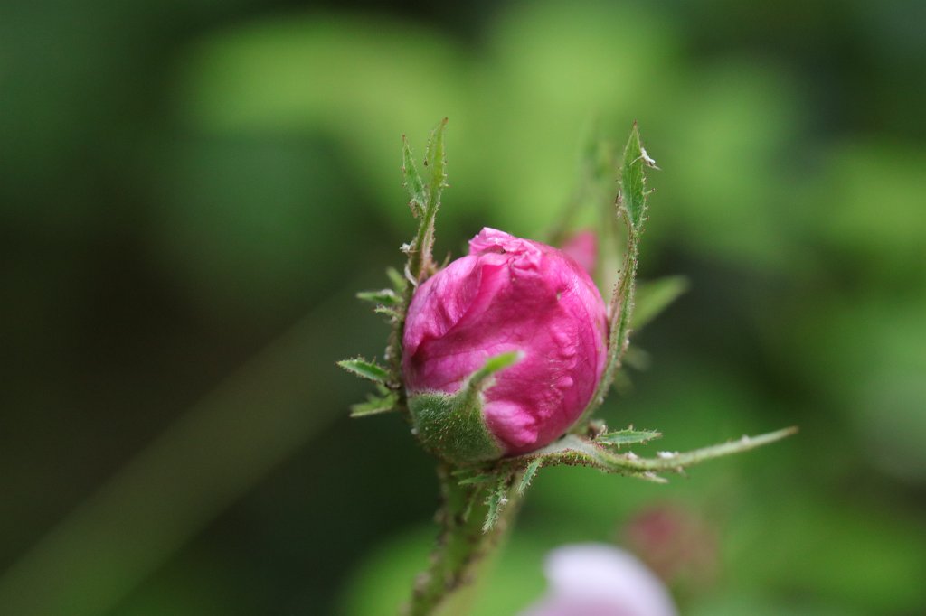 574A8602.JPG - Rose bud