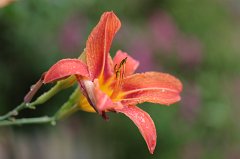 Daylily
