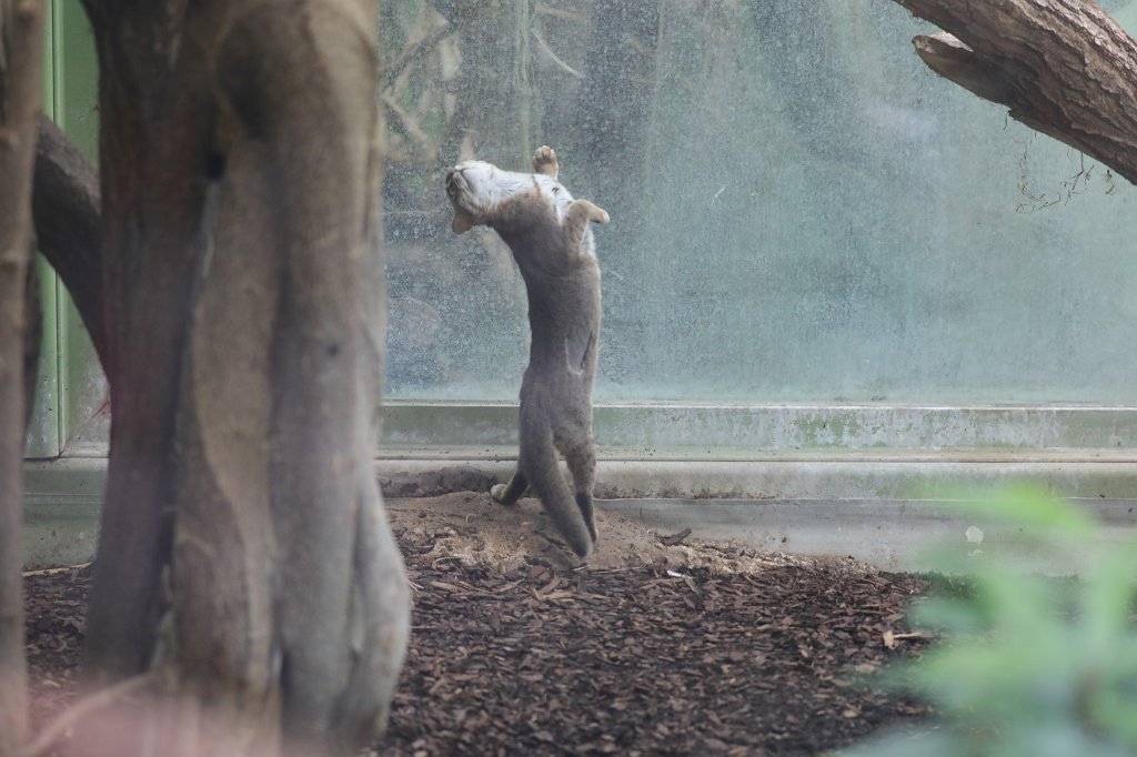 574A8731.JPG -  Rusty-spotted cat  ( Rostkatze )