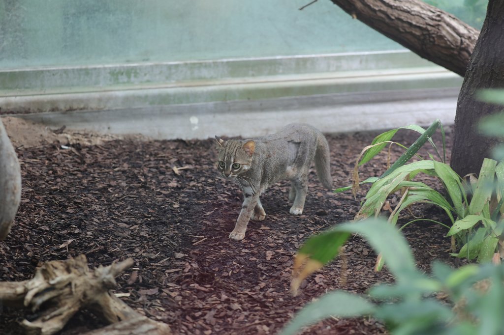 574A8737.JPG -  Rusty-spotted cat  ( Rostkatze )