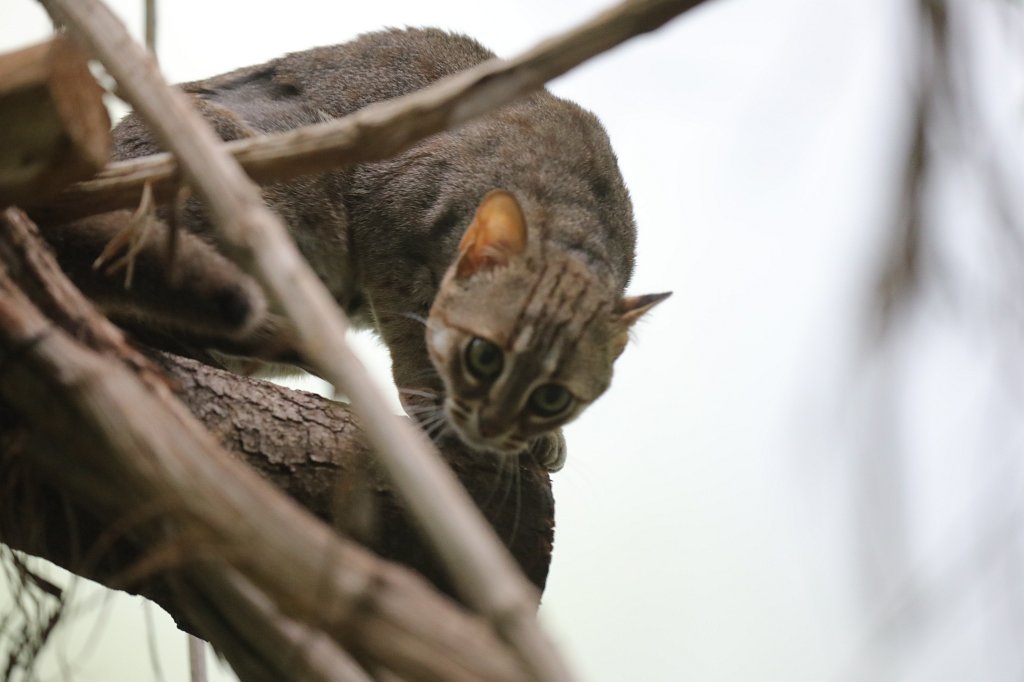 574A8760.JPG -  Rusty-spotted cat  ( Rostkatze )