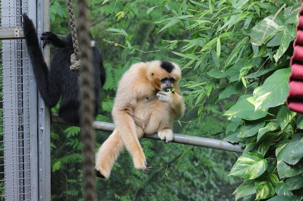 574A8771.JPG -  Northern white-cheeked gibbon  ( Nördlicher Weißwangen-Schopfgibbon )