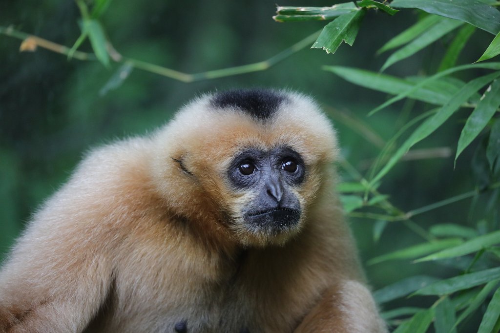 574A8776.JPG -  Northern white-cheeked gibbon  ( Nördlicher Weißwangen-Schopfgibbon )
