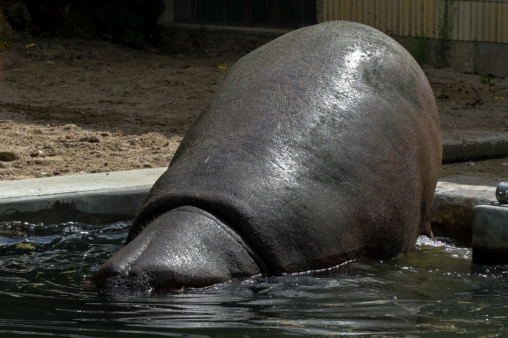 574A8824_c.jpg -  Hippopotamus  ( Flusspferd )