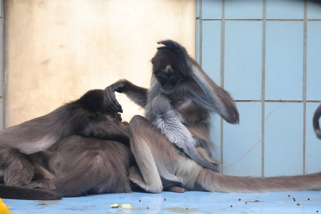 574A8889.JPG -  White-bellied spider monkey  ( Weißstirnklammeraffe )
