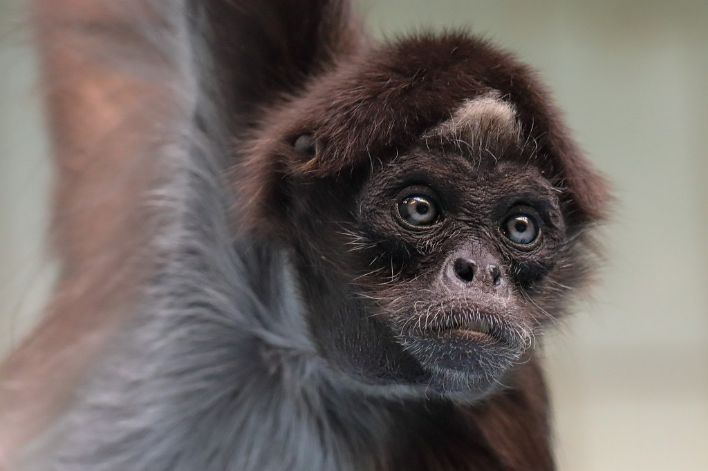 574A8895_c1.jpg -  White-bellied spider monkey  ( WeiÃstirnklammeraffe )
