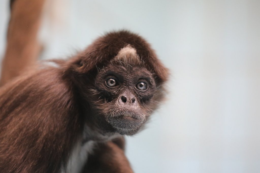 574A8896.JPG -  White-bellied spider monkey  ( Weißstirnklammeraffe )