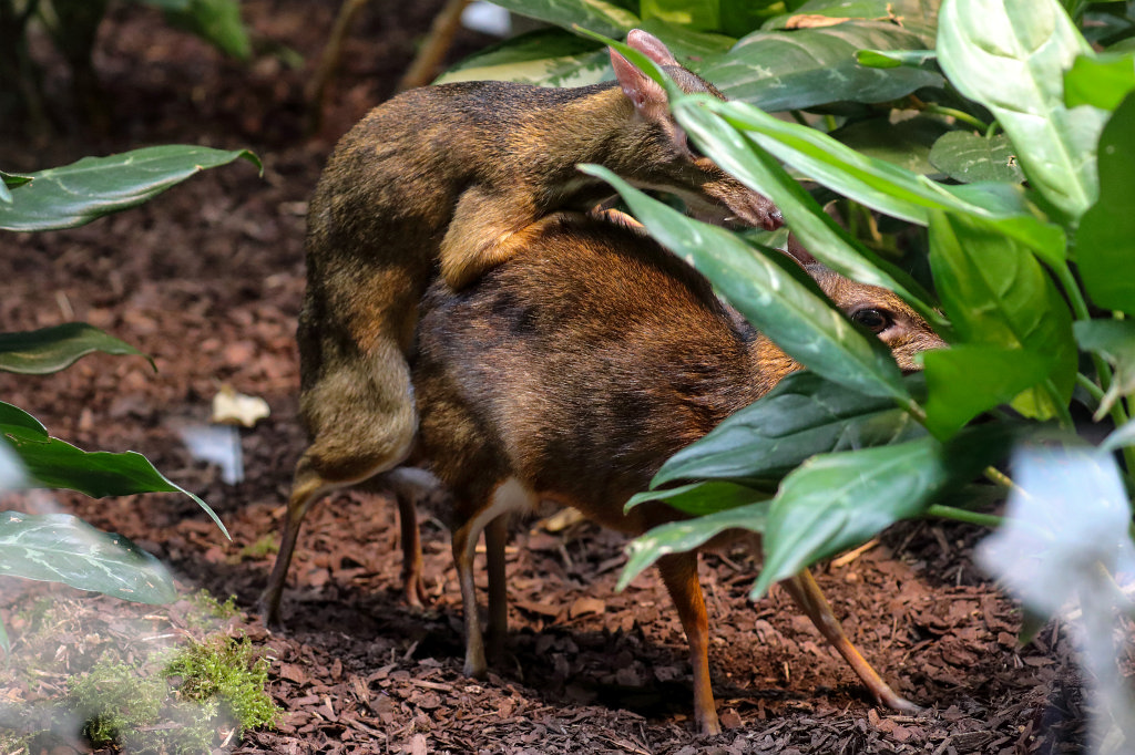 574A8991_c.jpg -  Lesser mouse-deer  ( Kleinkantschil )