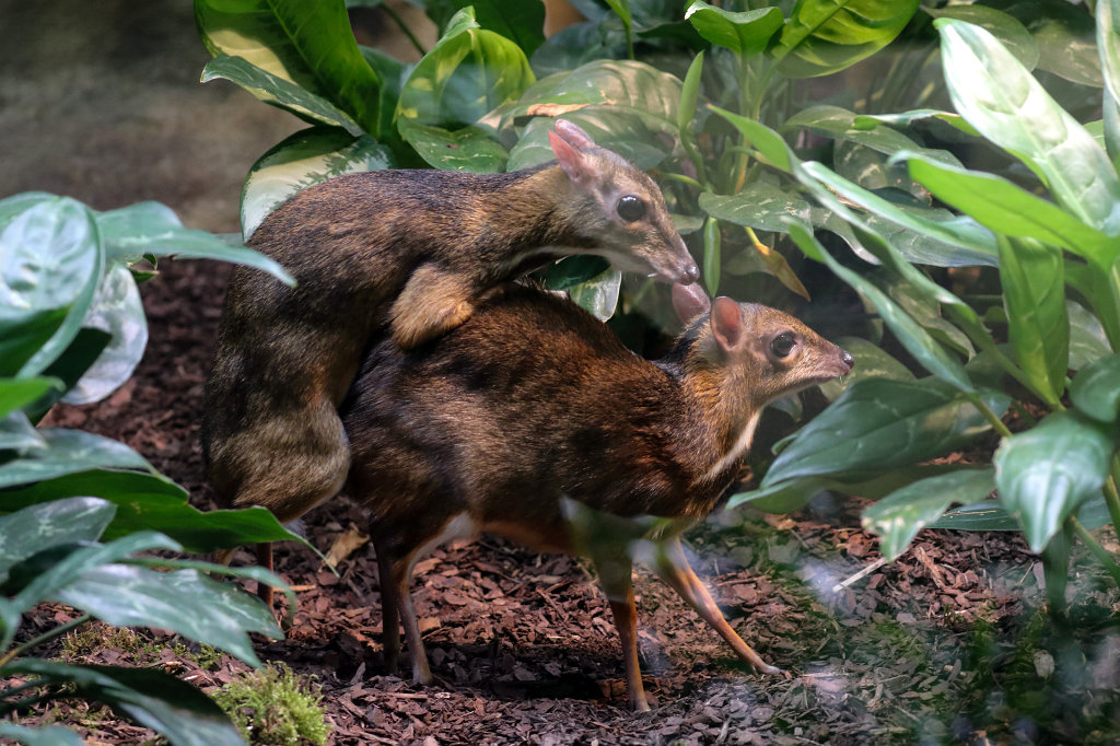 574A8999_c.jpg -  Lesser mouse-deer  ( Kleinkantschil )