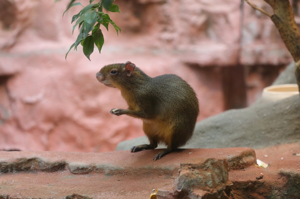 574A9009.JPG -  Acouchi  ( Zwergaguti )