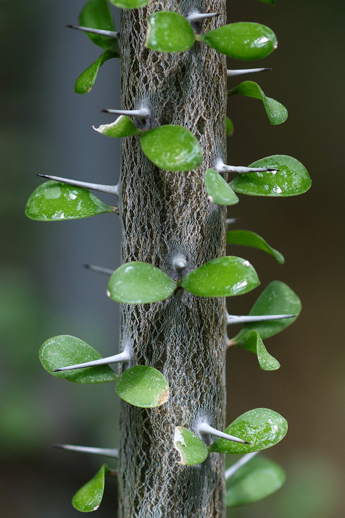 574A9047_c.jpg -  Alluaudia  humbertii ( Alluaudia humbertii )