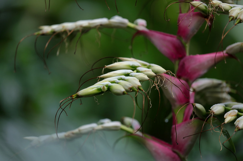 574A9052_c.jpg -  Alcantarea imperialis  (Riesen-Bromelie)
